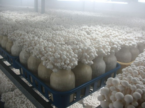 菌菇房加濕機
